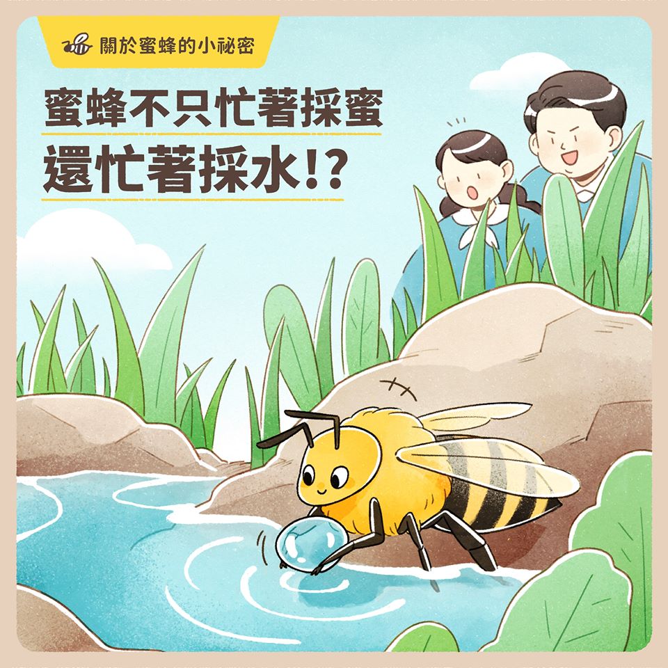工蜂的任務除了採集花蜜，也要採集水分